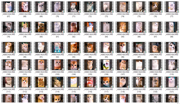 Konten Video Kucing +1000 Siap Pakai Kualitas HD - Gambar 3